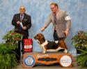 Indy finishing her AKC Championship with Best of Winners for a 5pt major with judge Mr. Dennis Gallant. Shown by owner/professional handler Landon Hutchison.