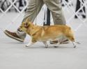 Dandi Champion pembroke welsh corgi female shown by handler Landon Hutchison
