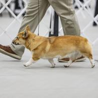 Dandi champion pembroke welsh corgi female 