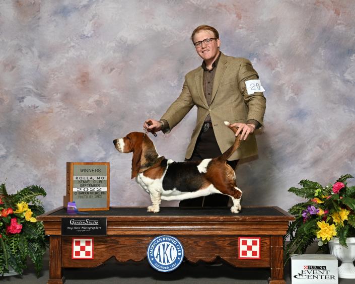 Show quality female european basset hound bred by bar h farms in missuori landon hutchison