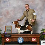 Ellie european basset hound female