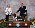 Indy a champion 100% European Basset Hound female
