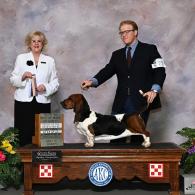 Indy European Champion Basset Hound