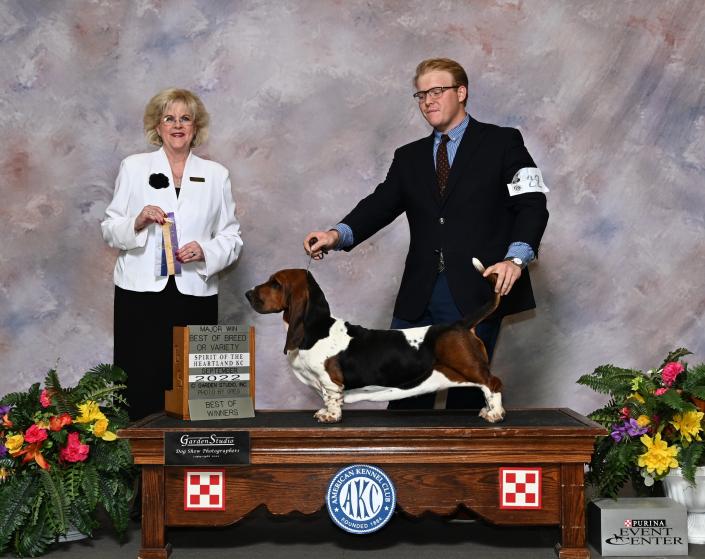 Indy a champion 100% European Basset Hound female