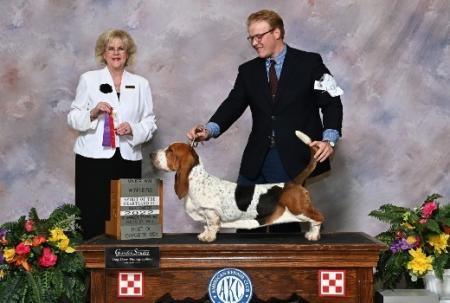 champion bred akc 100% european imported basset hound male from bar h farms in missouri 