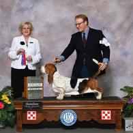 Tandem european basset hound male