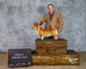 Gale corgi male shown by handler Landon Hutchison