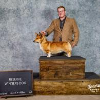 Gale Pembroke Welsh Corgi