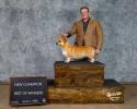 Dandi champion pembroke welsh corgi female shown by handler Landon Hutchison in Missouri