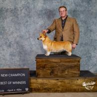 Dandi champion pembroke welsh corgi female 