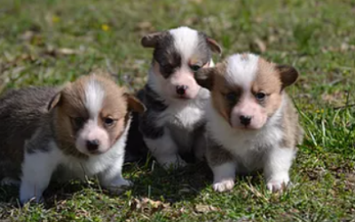 Female Corgi Puppies  