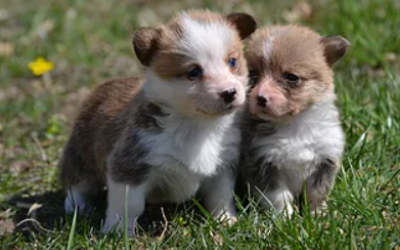 Corgi girl puppies 