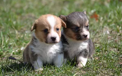 Male Corgi puppies  