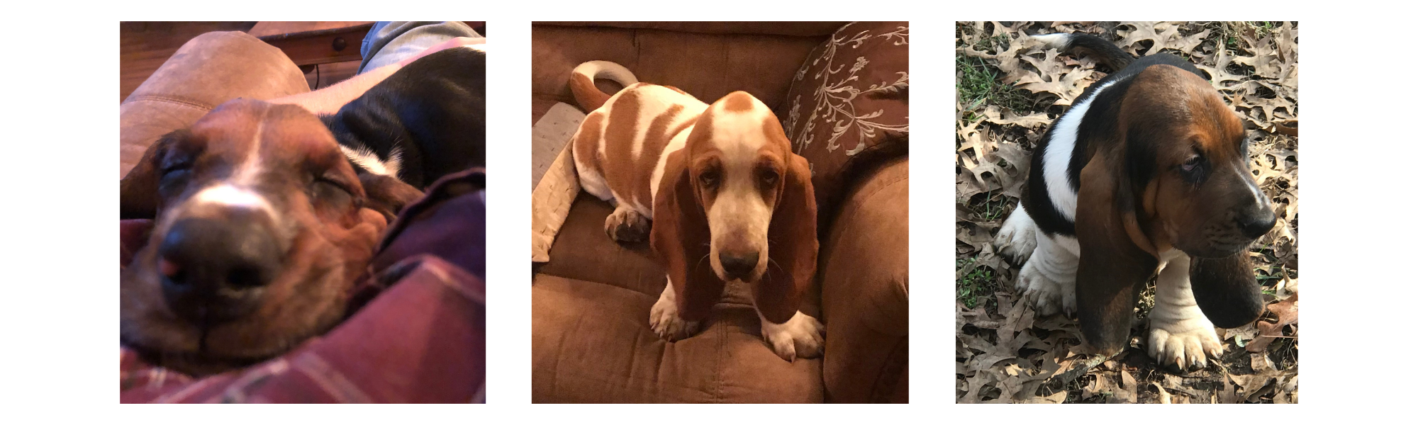 basset hounds 