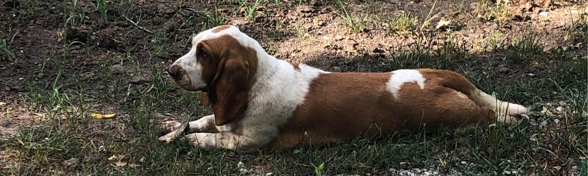 basset hound puppy 