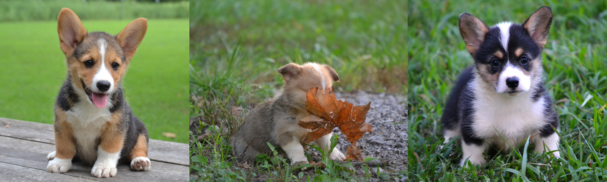 Adorable collage of Corgis