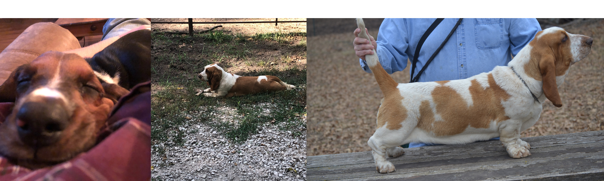 Collage of 100% European Basset Hounds 