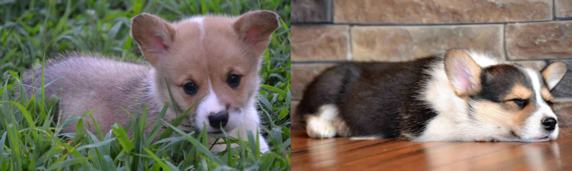 Pembroke Welsh Corgis | Bar H Farms in Harwood, MO