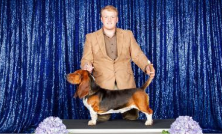 Bean is an International Champion basset hound stud. 