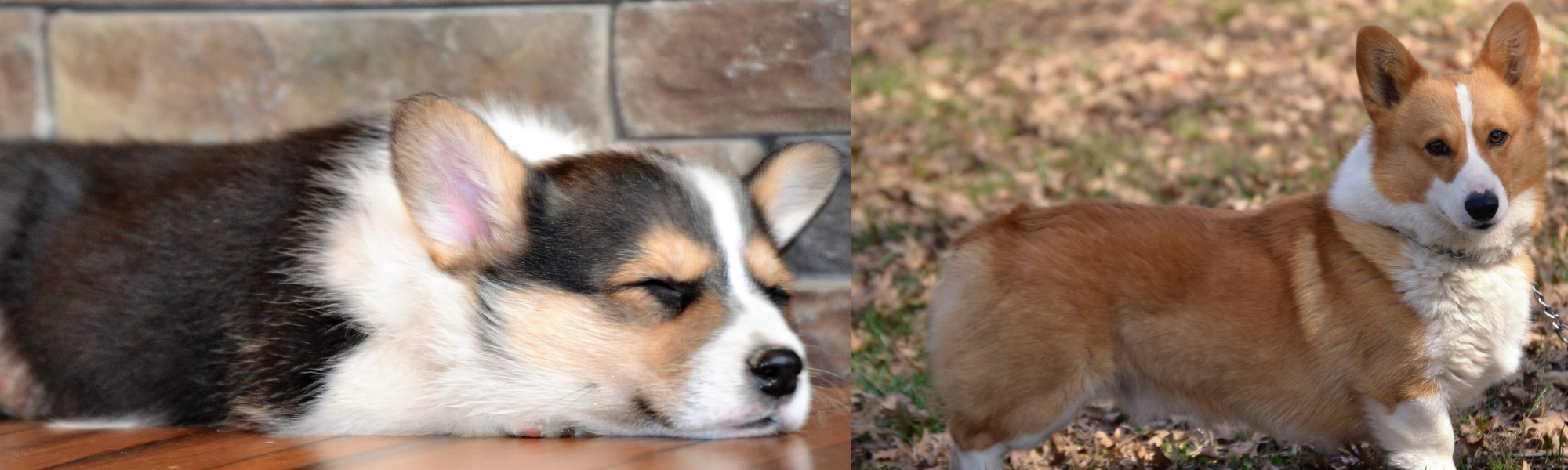 Corgis