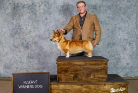 Gale an AKC corgi male at Bar H Farms in Missouri 