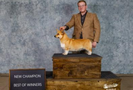  Dandi champion corgi female 