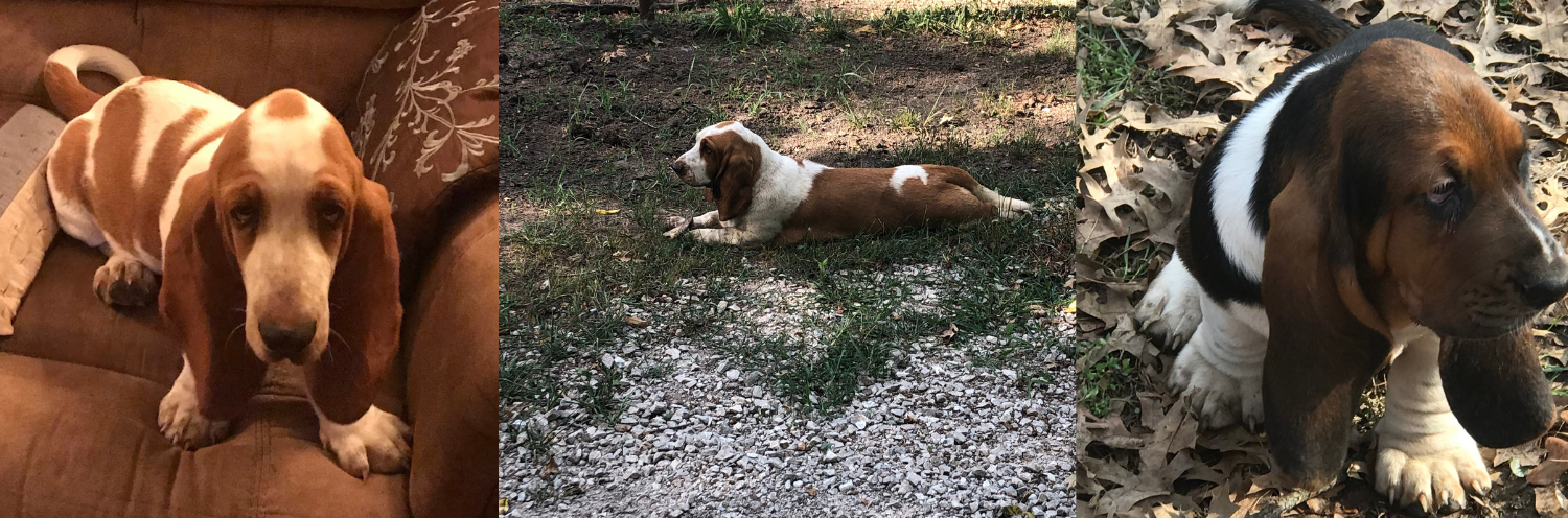 European Basset Hounds