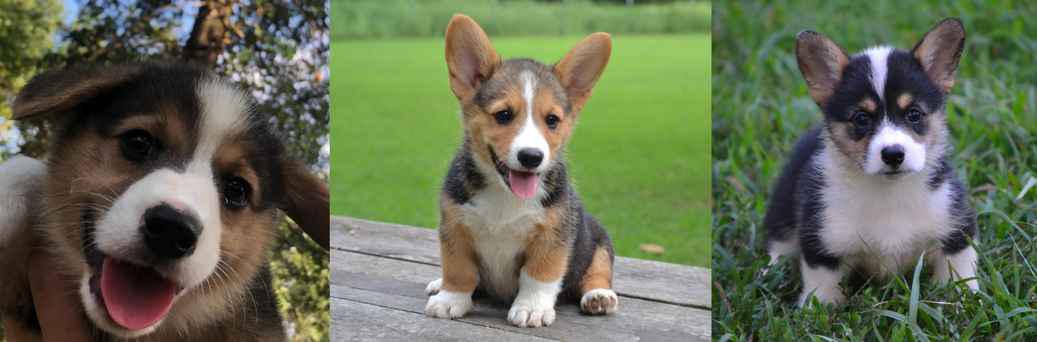 Pembroke Welsh Corgis