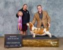 Dory reserve best in show winning champion european basset hound female shown by handler Landon Hutchison in Missouri