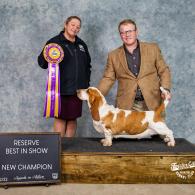 Dory Champion European Basset Hound Female