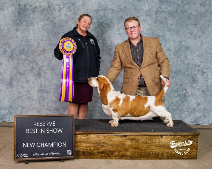 Dory reserve best in show winning champion european basset hound female shown by handler Landon Hutchison in Missouri
