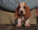 basset hound puppy for sale from bar h farms in missouri 