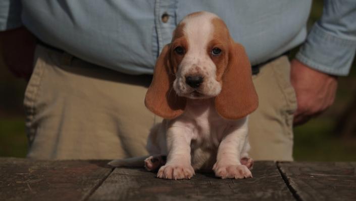 basset hound puppy for sale from bar h farms in missouri 