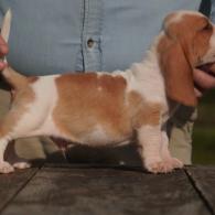 basset hound from bar h farms 