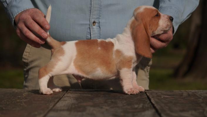 basset hound puppy for sale from bar h farms in missouri
