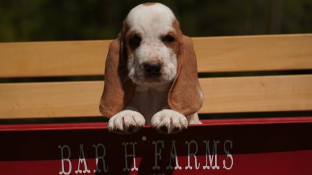 100% european basset hound puppy from bar h farms in missouri 