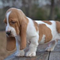basset hound puppies for sale in missouri