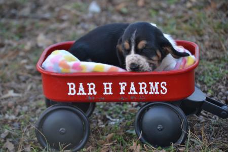 European Basset Hound puppy 