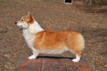 Guy a champion bred Pembroke Welsh Corgi male from Bar H Farms in Missouri. 