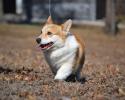 Guy champion bred Pembroke Welsh Corgi male from Bar H Farms in Missouri.