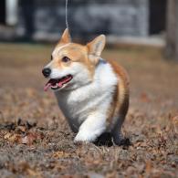 Guy Pembroke Welsh Corgi Male