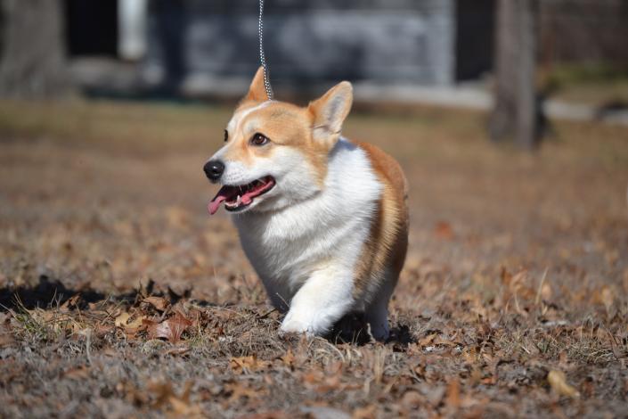 Guy champion bred Pembroke Welsh Corgi male from Bar H Farms in Missouri.