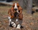 Ellie european basset hound female during a training session at bar h farms in missouri