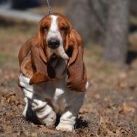 Ellie european basset hound female