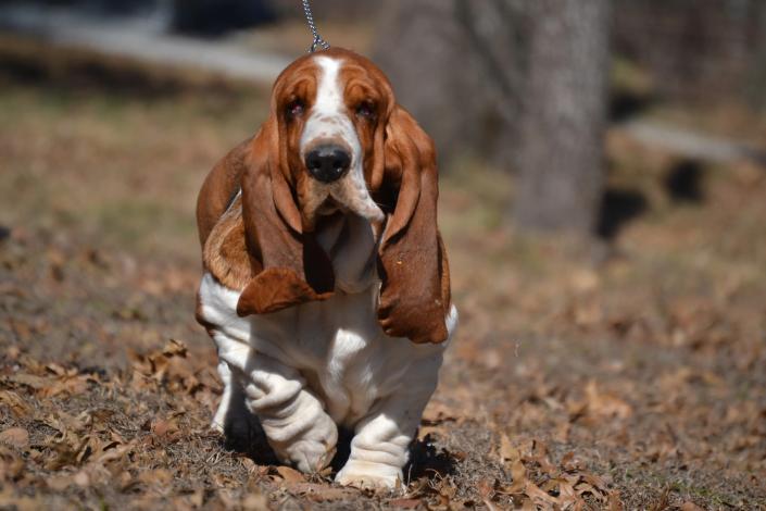 Ellie european basset hound female during a training session at bar h farms in missouri