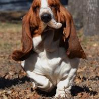 Ellie european basset hound female