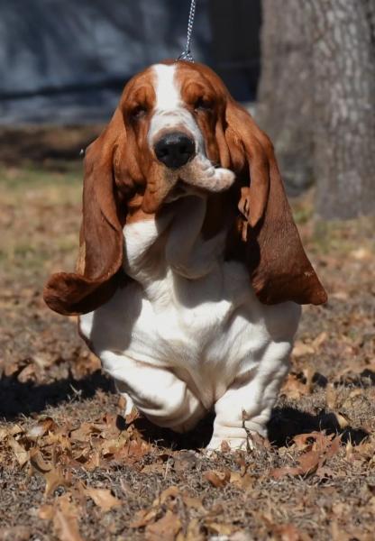 Ellie european basset hound female during a training session with Landon at bar h farms in missouri