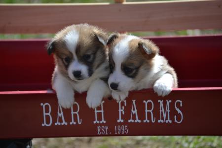 Pembroke welsh corgi puppies for adoption 