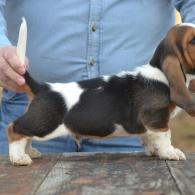 champion basset hound puppy for sale