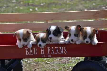 Pembroke welsh corgi puppies for adoption in missouri.  